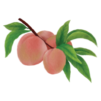 Peach Fruit Watercolor Clip art Element Transparent Background png