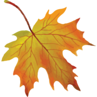 Autumn Leaves Clip art Element Transparent Background png