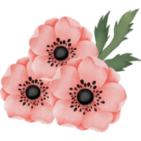 Rose With Peony Flower Bouquet Clip art Element Transparent Background png