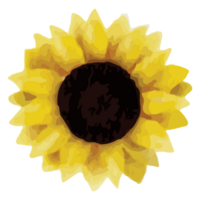 tournesol agrafe art élément transparent Contexte png