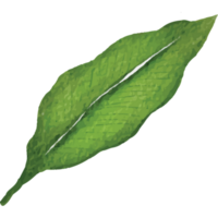 tropisk löv klämma konst element transparent bakgrund png