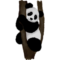 Panda dans différent pose agrafe art élément transparent Contexte png