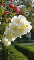 Chinese Suzhou garden, yellow red white begonia flower, petals high definition, detail, full of flowers, beautiful, background clearly visible white fence and windows, generate ai photo