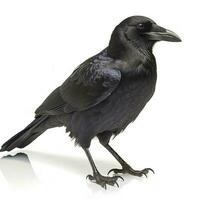 Crow isolated on white background, generate ai photo