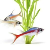 Tetras isolated on white background, generate ai photo