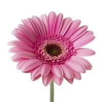 Pink gerbera flower isolated on white background, generate ai photo