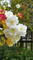 Chinese Suzhou garden, yellow red white begonia flower, petals high definition, detail, full of flowers, beautiful, background clearly visible white fence and windows, generate ai photo