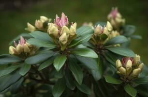 Rhododendron or Rosebay leaves and buds ready to open in spring garden, closeup. Ericaceae evergreen shrub, toxic leaves. Azalea, decorative shrubs, generate ai photo