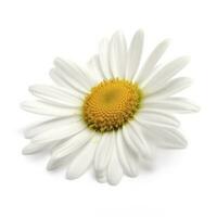 Daisy flower with isolated on white background, generate ai photo