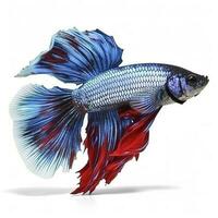 Betta fish isolated on white background, generate ai photo