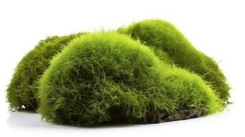 Green moss with grass isolated on white background, generate ai photo