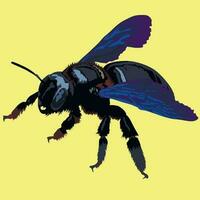 Violet Carpenter bee Xylocopa violacea. Beetle insect. Bumblebee vector