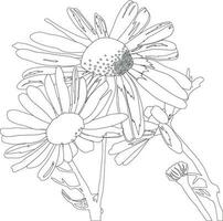 vector drawing daisy flowers, floral composition, hand drawn botanical illustration