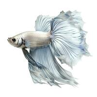 Siamese fighting fish isolated on white background, generate ai photo