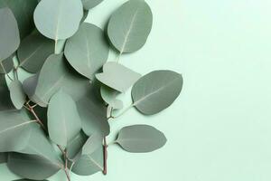 Natural eucalyptus leaves on mint pastel green background. Flat lay floral composition, top view, copy space, generate ai photo