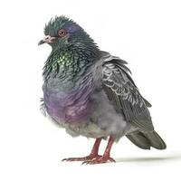 Pigeon isolated on white background, generate ai photo