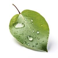 Green pear leaf isolated on white background, generate ai photo