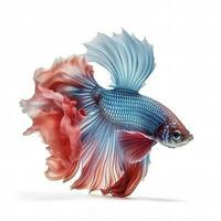 Betta fish isolated on white background, generate ai photo