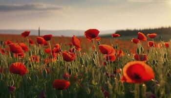 Anzac Day memorial poppies. Field of red poppy flowers to honour fallen veterans soldiers in battle of Anzac armistice day. Wildflowers blooming poppy field landscape, generate ai photo