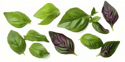 Green basil leaves with Clipping paths, full depth of field. Fresh red basil herb leaves isolated on white background. Purple Dark Opal Basil. Focus stacking, generate ai photo