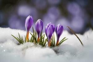 azafrán - floreciente púrpura flores haciendo su camino desde debajo el nieve en temprano primavera, de cerca con espacio para texto , generar ai foto