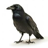 Crow isolated on white background, generate ai photo