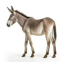 Donkey isolated on white background, generate ai photo