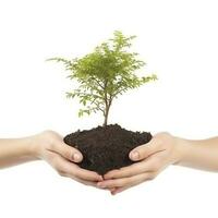 Environment Earth Day In the Tree plant in hand isolated on transparent background.Forest conservation concept, concept eco earth day. Saving the environment, ecology concept, generate ai photo