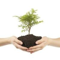 ambiente tierra día en el árbol planta en mano aislado en transparente fondo.bosque conservación concepto, concepto eco tierra día. ahorro el ambiente, ecología concepto, generar ai foto