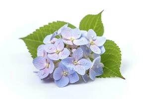 hortensia florecer, weltfrauentag medio internacional De las mujeres día , aislado en blanco fondo, generar ai foto