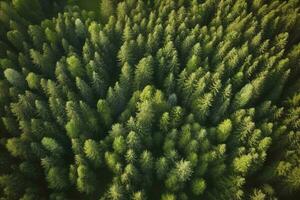 Aerial top view of summer green trees in forest in rural Finland, generate ai photo