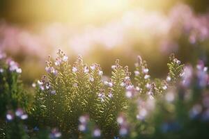 Erica Flower Field, Summer Season, Bokeh Effect , generate ai photo