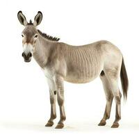 Donkey isolated on white background, generate ai photo