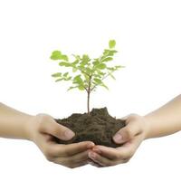 Environment Earth Day In the Tree plant in woman hand isolated on white background. Forest conservation concept, concept eco earth day. Saving the environment, ecology concept, generate ai photo