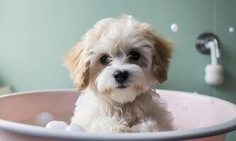 Cute puppy dog in bathtub , pets cleaning , photo