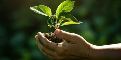 A child holding a plant in their hands with a green background and sunlight shining through the leaves on the plant, generate ai photo