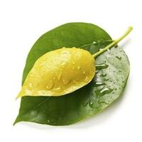 Citrus Lemon leaf with water drops isolated on white background, generate ai photo