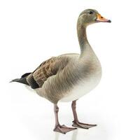 Goose isolated on white background, generate ai photo