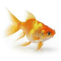goldfish isolated on white background, generate ai photo