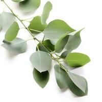 Eucalyptus branch isolated on white background. Flat lay, top view. floral concept, generate ai photo