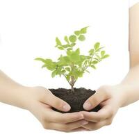 Environment Earth Day In the Tree plant in woman hand isolated on white background. Forest conservation concept, concept eco earth day. Saving the environment, ecology concept, generate ai photo