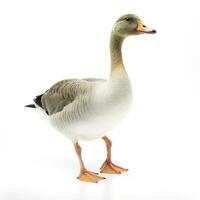 Goose isolated on white background, generate ai photo