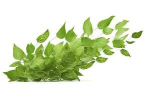 Green basil leaves with Clipping paths, full depth of field. Fresh red basil herb leaves isolated on white background. Purple Dark Opal Basil. Focus stacking, generate ai photo