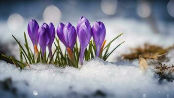 azafrán - floreciente púrpura flores haciendo su camino desde debajo el nieve en temprano primavera, de cerca con espacio para texto , generar ai foto