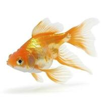 goldfish isolated on white background, generate ai photo