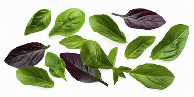 Green basil leaves with Clipping paths, full depth of field. Fresh red basil herb leaves isolated on white background. Purple Dark Opal Basil. Focus stacking, generate ai photo