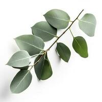 Eucalyptus branch isolated on white background. Flat lay, top view. floral concept, generate ai photo