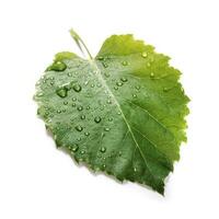 Verdant green leaf with water drops isolated on white background, generate ai photo