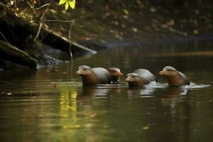 un familia de ornitorrincos nadando en un río rodeado por un denso bosque, generar ai foto