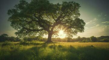 a large tree with bright sun rays, in the style of pastoral charm, dark green and light green, quietly poetic, combining natural and man made elements, generat ai photo